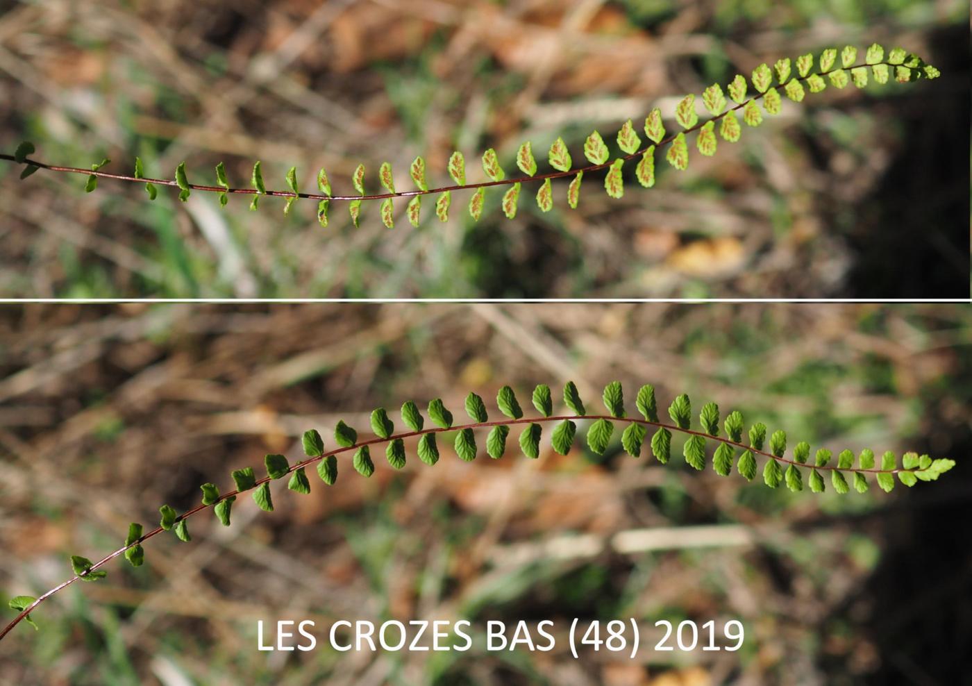 Spleenwort, Maidenhair leaf